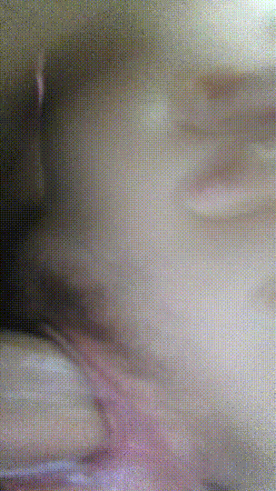 ❤️❤️❤️【臺灣】【狠台北】付費福利，巨乳女大甩奶淫賀新年，3P亂幹淫水失禁